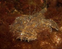 ďas mořský - Lophius piscatorius - Angler 