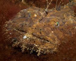 ďas mořský - Lophius piscatorius - Angler 