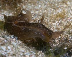 zej tečkovaný - Aplysia punctata - Sea Hare