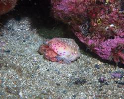 poustevníček a sasanka obranná - Pagurus prideaux + Adamsia carciniopados - Hermit crab and Cloak anemone  