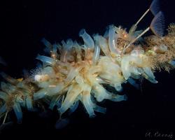 sumka trubičkovitá - Ciona intestinalis - sea squirt 