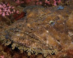 ďas mořský - Lophius piscatorius - Angler 