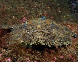 ďas mořský - Lophius piscatorius - Angler 