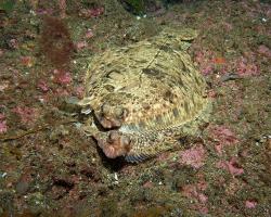 platýs obecný - Hippoglossus hippoglossus - Atlantic halibut 