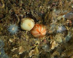 sasanka lofotská - Urticina eques - white-spotted rose anemone 