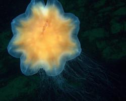 talířovka obrovská - Cyanea capillata - lion's mane jellyfish 