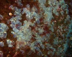 pospolitka svijonožcovitá - Clavelina lepadiformis - light-bulb sea squirt 