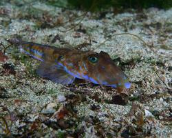 vřeténka pestrá (samec) - Callionymus lyra - Dragonet (male)
