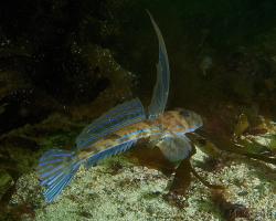 vřeténka pestrá (samec) - Callionymus lyra - Dragonet (male)