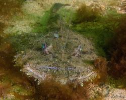 ďas mořský - Lophius piscatorius - Angler 
