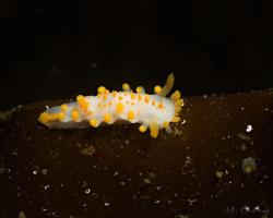 nahožábrý plž - Limacia clavigera - orange-clubbed sea slug 