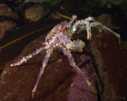 krab - Lithodes maja - Deepsea King Crab, Northern Stone Crab 