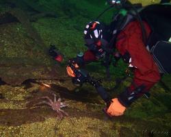 krab - Lithodes maja - Deepsea King Crab, Northern Stone Crab 