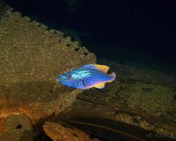 pyskoun kukaččí - Labrus mixtus - Cuckoo wrasse 