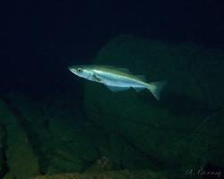 treska polak - Pollachius pollachius - Atlantic or European pollock 