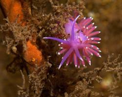 nahožábrý plž - Edmundsella pedata - aeolid nudibranch 