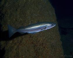 treska polak - Pollachius pollachius - Atlantic or European pollock 