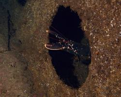 humr evropský - Homarus gammarus - European lobster, common lobster 
