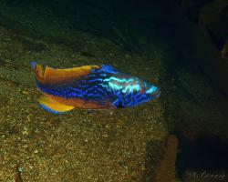 pyskoun kukaččí - Labrus mixtus - Cuckoo wrasse 