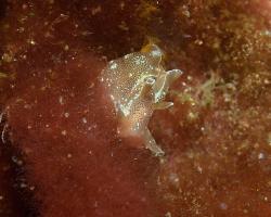 zej tečkovaný - Aplysia punctata - Sea Hare