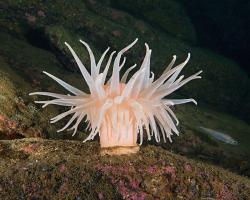 sasanka severní - Bolocera tuediae - deeplet sea anemone 