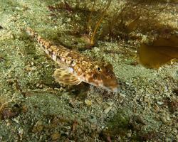 vřeténka pestrá (samice) - Callionymus lyra - Dragonet (female)
