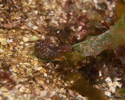 zej tečkovaný - Aplysia punctata - Sea Hare