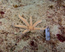 hvězdice - Luidia ciliaris - seven-armed sea star 