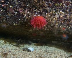 sasanka koňská - Actinia equina - beadlet anemone 