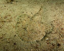 ďas mořský - Lophius piscatorius - Angler 