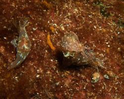 zej tečkovaný - Aplysia punctata - Sea Hare