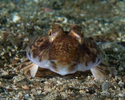 vřeténka pestrá (samice) - Callionymus lyra - Dragonet (female)