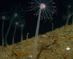 hydromedúzka špičatá - Corymorpha nutans - nodding hydroid 