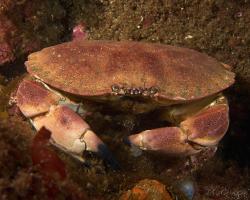 krab německý - Cancer pagurus - brown crab 