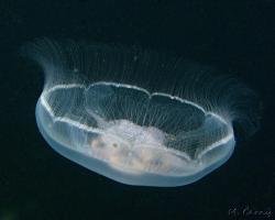 talířovka ušatá - Aurelia aurita - moon jellyfish 