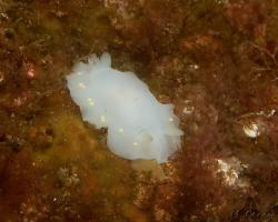 nahožábrý plž - Cadlina laevis - white Atlantic cadlina 