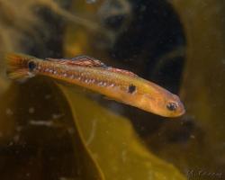 hlaváč žlutavý - Gobiusculus flavescens - Two-Spotted Goby 