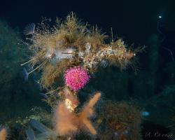 sasanka lofotská - Urticina eques - white-spotted rose anemone 