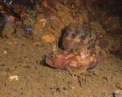 ostnohřbetník příčnopruhý - Chirolophis ascanii - Yarrell's blenny 