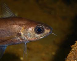 treska obecná (mládě) - Gadus morhua (juvenile) - Atlantic cod (juvenile)