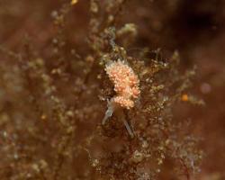 nahožábrý plž - Doto fragilis - Dendronotid nudibranch 