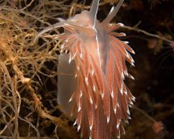 flabelína čárkovaná - Fjordia lineata - aeolid nudibranch 