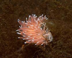flabelína čárkovaná - Fjordia lineata - aeolid nudibranch 