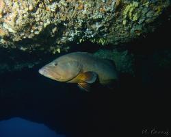 Kanic vroubený - epinephelus marginatus - dusky grouper