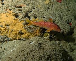 Parmice pruhovaná - mullus surmuletus - striped red mullet or surmullet