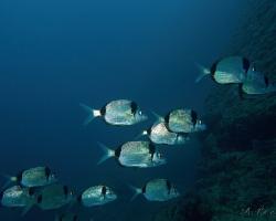 Mořan obecný - diplodus vulgaris - Common two-banded seabream 