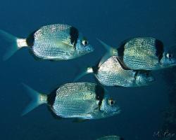 Mořan obecný - diplodus vulgaris - Common two-banded seabream 