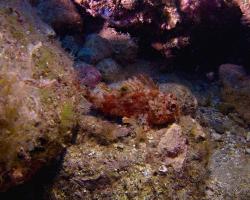 Ropušnice malá - scorpaena notata - Small red scorpionfish 