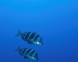 Mořan pětipásý - Diplodus cervinus - zebra seabream