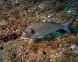 Mořan zlatý (pražma královská) - sparus aurata - Gilthead seabream